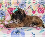 Small Photo #5 Saint Berdoodle Puppy For Sale in OXFORD, PA, USA