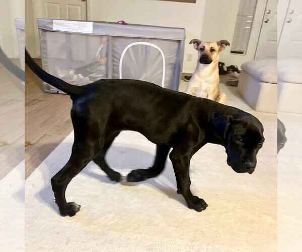 Medium Photo #6 Great Dane Puppy For Sale in Goodyear, AZ, USA
