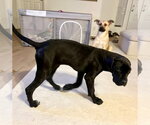 Small #5 Great Dane