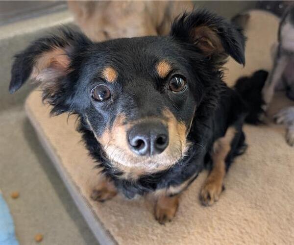 Medium Photo #1 Mutt Puppy For Sale in San Martin, CA, USA