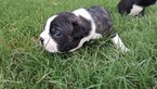 Small Photo #5 Boston Terrier Puppy For Sale in BRKN ARW, OK, USA
