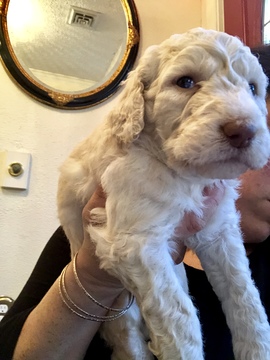 Medium Photo #2 Labradoodle Puppy For Sale in KATY, TX, USA