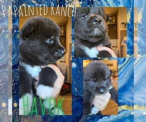 Siberian Husky Puppy for sale in FORT PLAIN, NY, USA