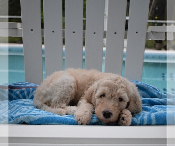 Medium Photo #9 Poodle (Standard) Puppy For Sale in MALABAR, FL, USA