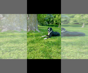 Father of the Great Dane puppies born on 12/25/2025