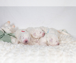 Small Photo #13 Maremma Sheepdog Puppy For Sale in CONWAY, MO, USA