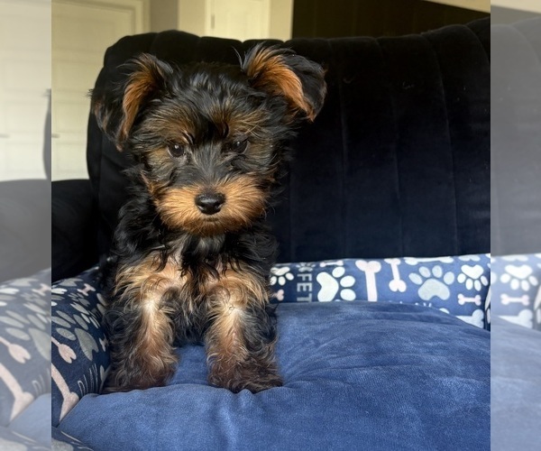 Medium Photo #3 Yorkshire Terrier Puppy For Sale in PHOENIX, AZ, USA