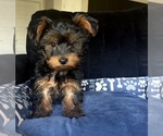 Small #2 Yorkshire Terrier