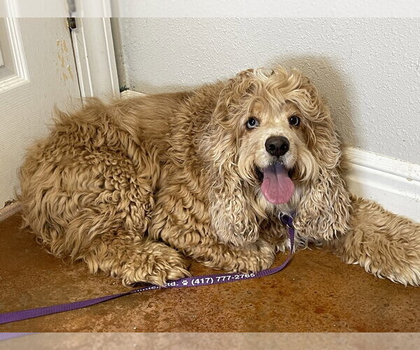 Medium Photo #1 Cocker Spaniel Puppy For Sale in Bolivar, MO, USA