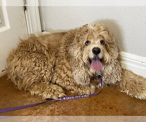 Cocker Spaniel Dogs for adoption in Bolivar, MO, USA