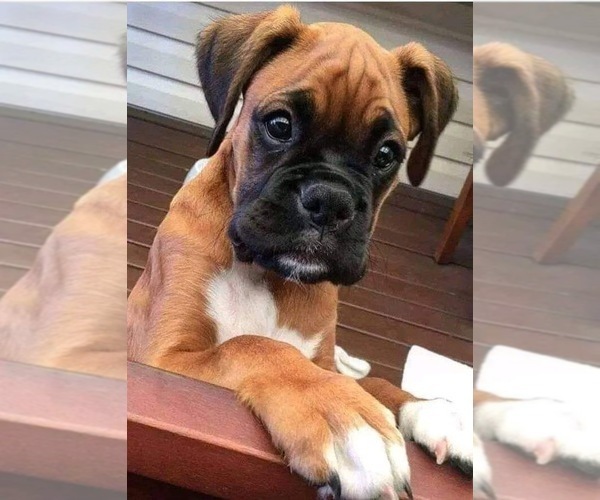 Medium Photo #2 Boxer Puppy For Sale in VICTORIA, TX, USA