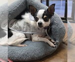 Small #1 Chihuahua Mix