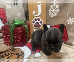 Puppy 5 French Bulldog