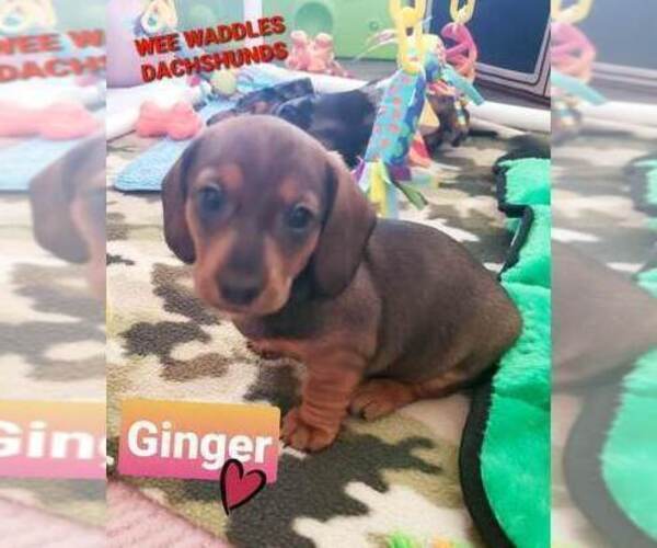 Medium Photo #1 Dachshund Puppy For Sale in WALLACE, CA, USA