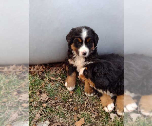 Medium Photo #5 Bernese Mountain Dog Puppy For Sale in MEMPHIS, MO, USA