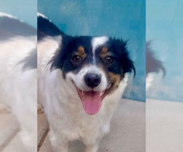 Medium Photo #8 Australian Shepherd-Unknown Mix Puppy For Sale in San Diego, CA, USA