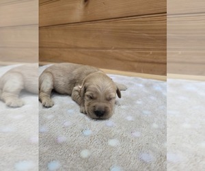 Golden Retriever Puppy for sale in WILLIAMSTOWN, KY, USA