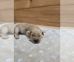 Small Golden Retriever