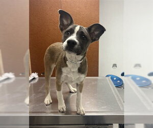 German Shepherd Dog-Unknown Mix Dogs for adoption in Rancho Cucamonga, CA, USA