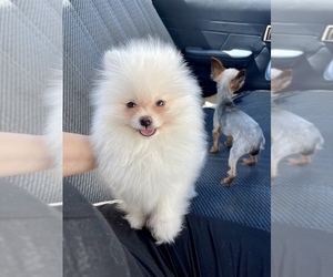 Pomeranian Puppy for sale in HAYWARD, CA, USA