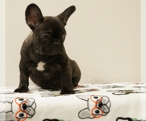 French Bulldog Puppy for sale in EAST ORANGE, NJ, USA