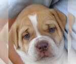 Small Photo #4 American Bulldog Puppy For Sale in SAINT CATHARINE, MO, USA