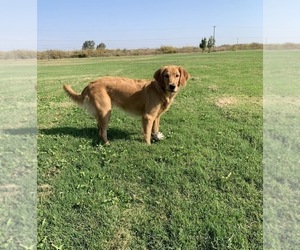 Mother of the English Cream Golden Retriever puppies born on 05/31/2026