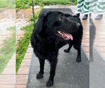 Small Photo #8 Schnauzer (Giant)-Unknown Mix Puppy For Sale in Wakefield, RI, USA