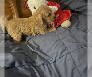 Chorkie-Poodle (Miniature) Mix Dog for Adoption in VENETA, Oregon USA