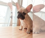 Small Photo #22 French Bulldog Puppy For Sale in MANHATTAN, NY, USA