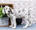 Small #3 Great Dane