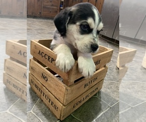 Cockalier-Siberian Husky Mix Puppy for sale in CANOGA, NY, USA