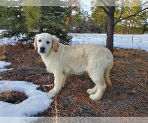 English Cream Golden Retriever Puppy for Sale in PEYTON, Colorado USA