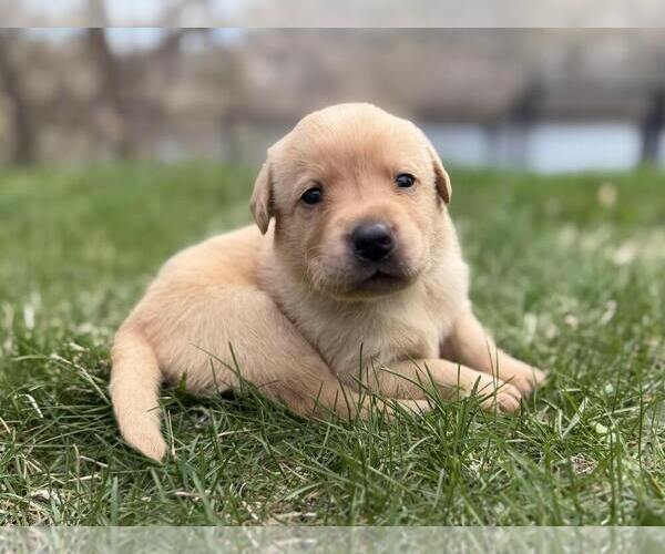Medium Photo #7 Labrador Retriever Puppy For Sale in EAGAN, MN, USA