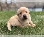 Small #6 Labrador Retriever