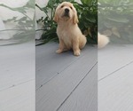 Small Photo #3 Golden Retriever Puppy For Sale in ELVERTA, CA, USA