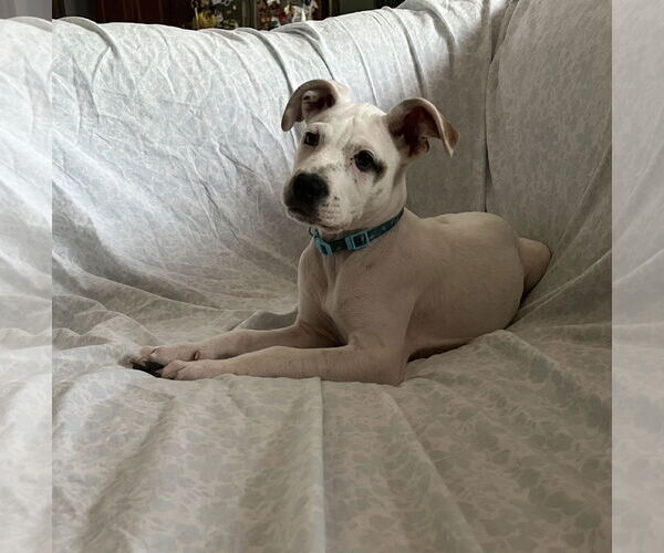 Medium Photo #5 Mutt Puppy For Sale in Brooklyn Center, MN, USA