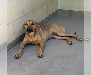 German Shepherd Dog-Unknown Mix Dogs for adoption in Riverside, CA, USA