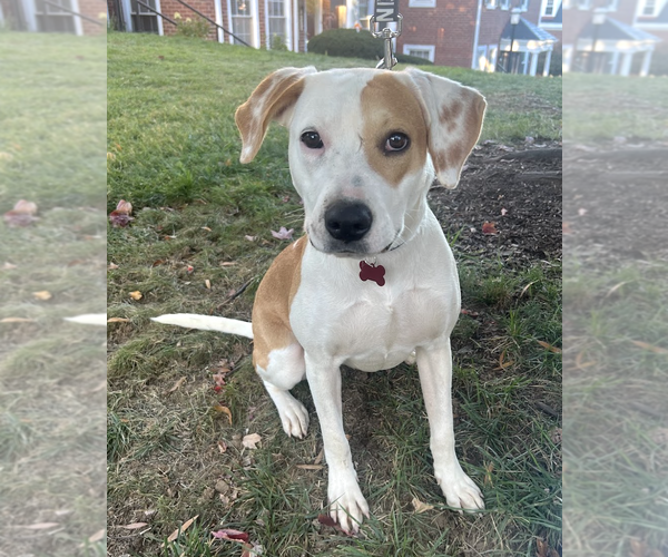 Medium Photo #3 Labrador Retriever-Unknown Mix Puppy For Sale in Rockville, MD, USA