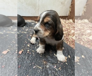 Basset Hound Puppy for sale in LANSING, MI, USA