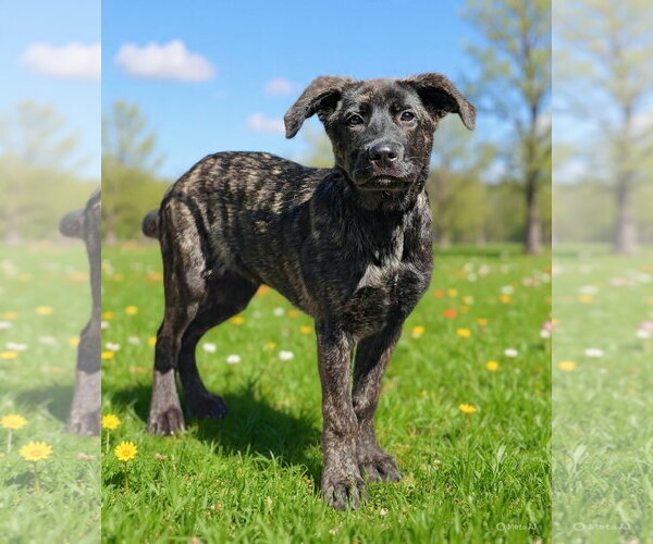 Medium Photo #6 Holland Shepherd-Unknown Mix Puppy For Sale in Talladega, AL, USA