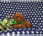 Small Photo #5 Poodle (Toy) Puppy For Sale in PARADISE, PA, USA