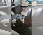Small #1 American Eskimo Dog