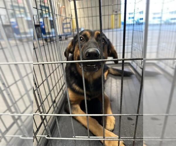 Medium Photo #1 German Shepherd Dog-Unknown Mix Puppy For Sale in Las Vegas, NV, USA