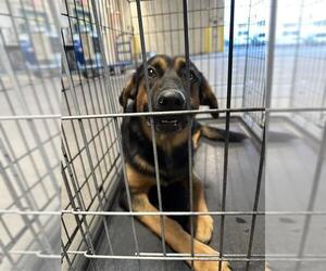 German Shepherd Dog-Unknown Mix Dogs for adoption in Las Vegas, NV, USA