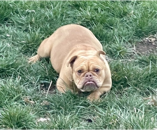 Medium Photo #1 English Bulldog Puppy For Sale in JERSEY CITY, NJ, USA