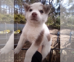 Siberian Husky Puppy for sale in FLORENCE, SC, USA