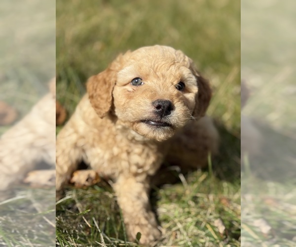 Medium Photo #1 Poodle (Toy) Puppy For Sale in WOODSTOCK, IL, USA