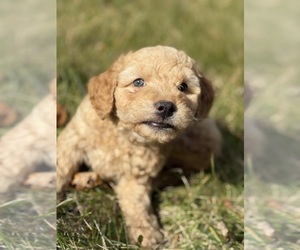 Poodle (Toy) Puppy for sale in WOODSTOCK, IL, USA