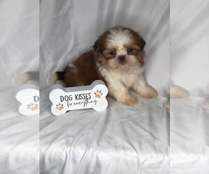 Shih Tzu Puppy for sale in INDIANAPOLIS, IN, USA